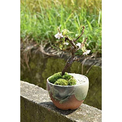 十月桜盆栽 S 花 ガーデニング Smile B07k65y9y6 S 十月