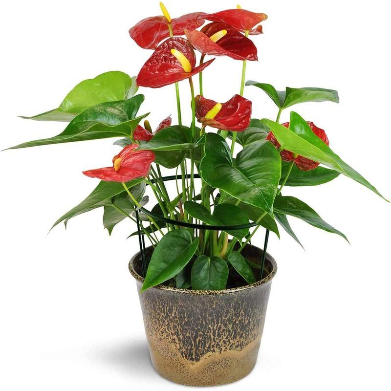 代引き手数料無料Yibaision 植物支柱 6本入 植物サポート 観葉支柱 観葉植物 簡単設置 観賞植物用 つる性植物 誘引支柱 園芸支柱 花ささえ 野菜 農業用 PATIKIL ココナッツ繊維マルチリングマット 200 mm 5個 コココイアツリープロテクター 根土カバー 屋内屋外鉢植え用