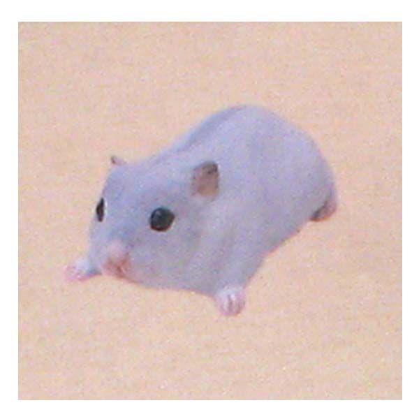 ランキングや新製品 フルタ 海洋堂 チョコエッグ ペット動物コレクション 第2弾 048 ジャンガリアンハムスター ホワイト 哺乳類 食玩 おまけ フィギュア