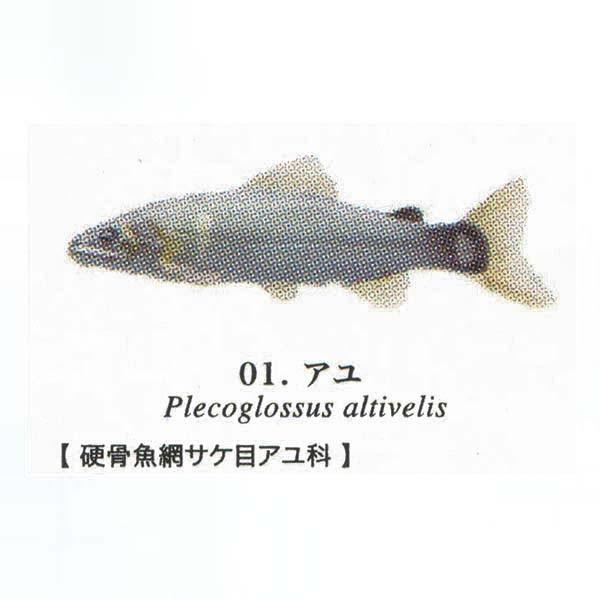 原色淡水魚図鑑 13種28匹セット売り バラ売り可｜Yahoo!フリマ