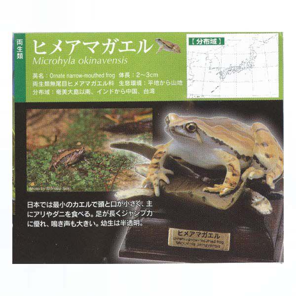 最大の割引 ネイチャーテクニカラー 日本のカエル ヒメアマガエル 奇譚クラブ ガチャポン ガシャポン チョコエッグ デスクトップ フィギュア Wantannas Go Id