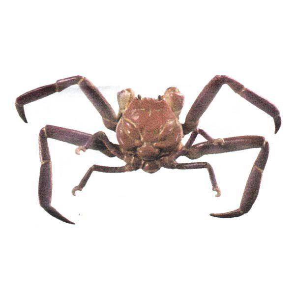 4円 定番の中古商品 海洋堂 カプセルq ミュージアム 日本カニ大全 ヘイケガニ ガチャポン ガシャポン チョコエッグ フィギュア