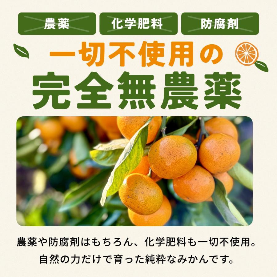 三ヶ日 みかん 位田さんの完全無農薬みかん 4kg 無農薬 : 浜名湖産直