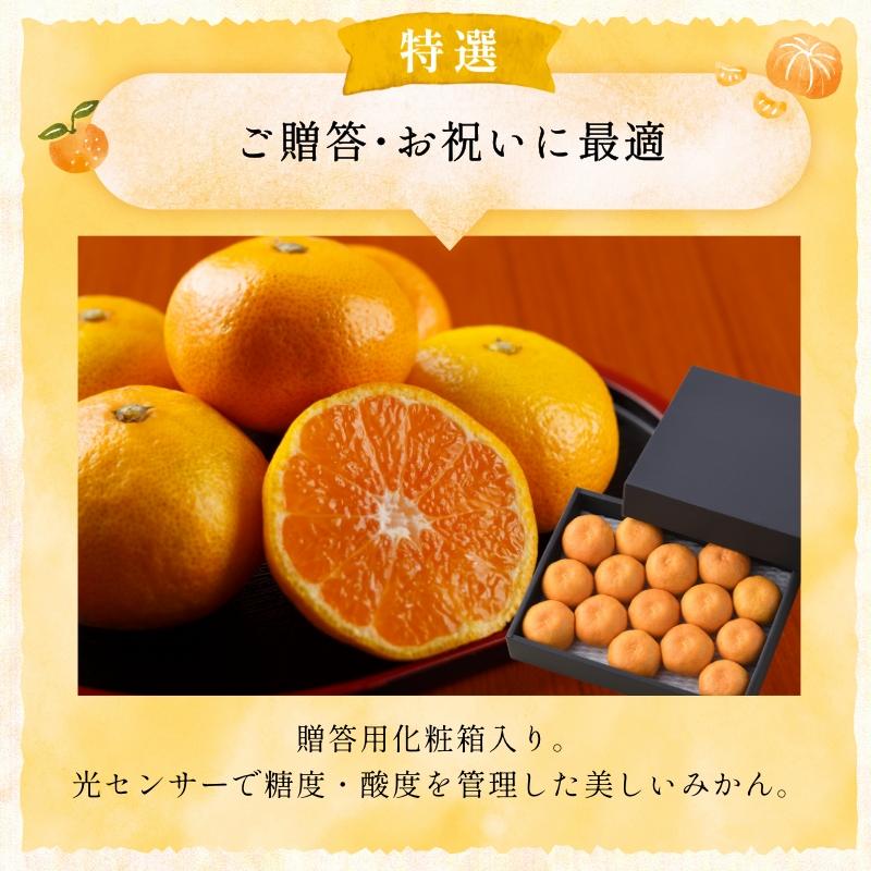 贈答用 化粧箱入り 三ヶ日みかん 早生 約1.5kg 12〜15個・M〜Lサイズ