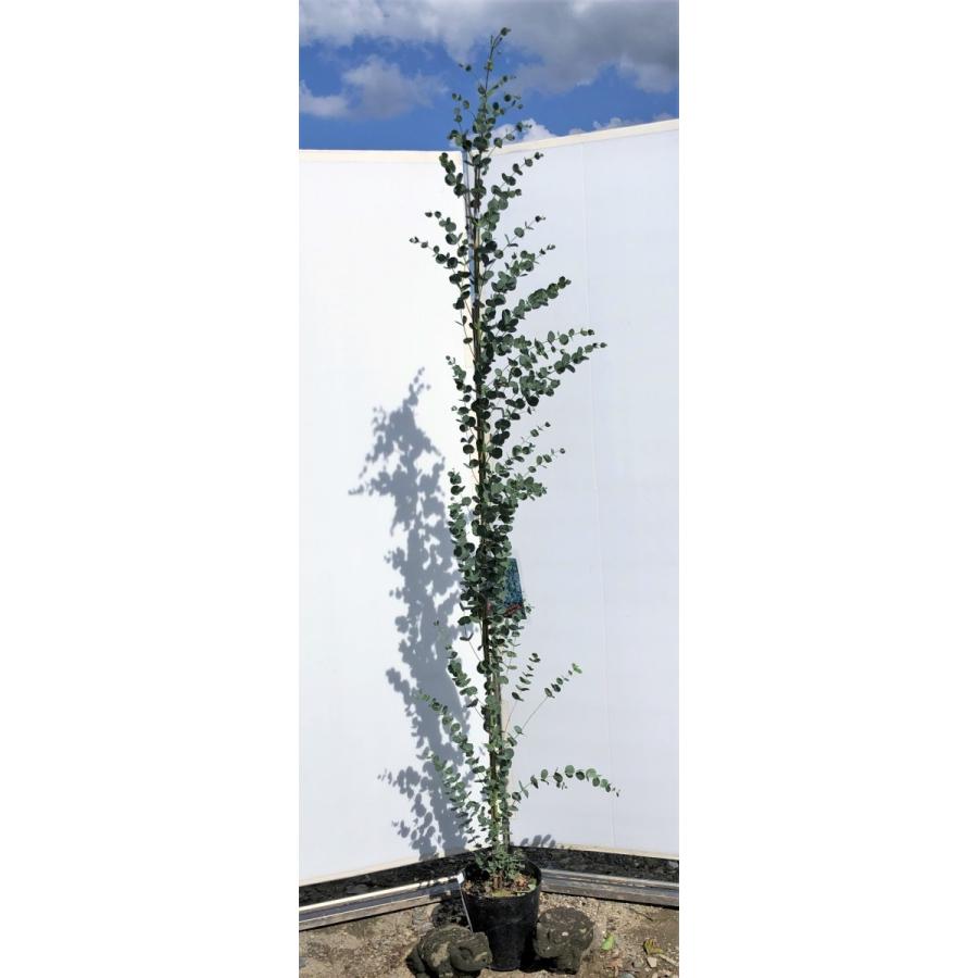 超大特価 ユーカリ アーニゲラ 約2 3ｍ 現品発送 特大植木苗木 丸葉のユーカリの木 小葉品種 常緑樹 送料無料 超歓迎 Www Maxipiso Com Ar