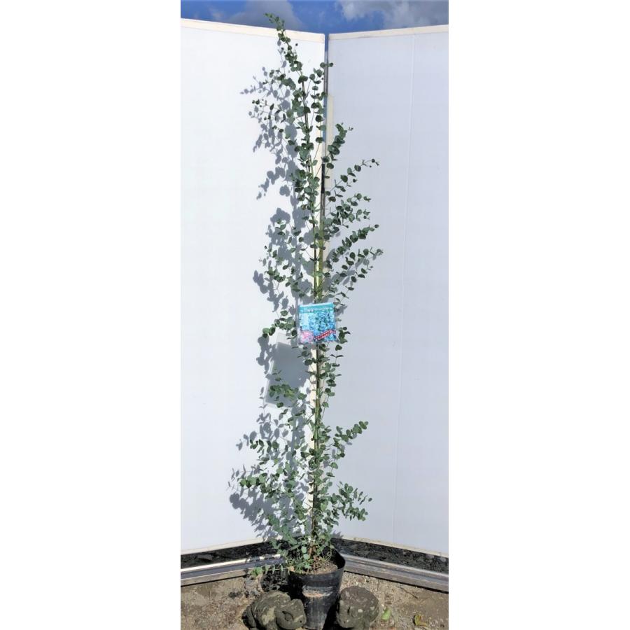 ユーカリ アーニゲラ 約２ｍ 現品発送 特大株 丸葉のユーカリの木 小葉品種 常緑樹 送料無料 anigera18 大福樹苗園 通販 Yahoo ショッピング