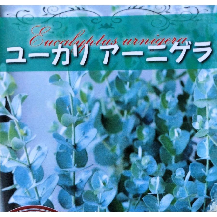 ユーカリ アーニゲラ 約２ｍ 現品発送 特大株 丸葉のユーカリの木 小葉品種 常緑樹 送料無料 anigera18 大福樹苗園 通販 Yahoo ショッピング
