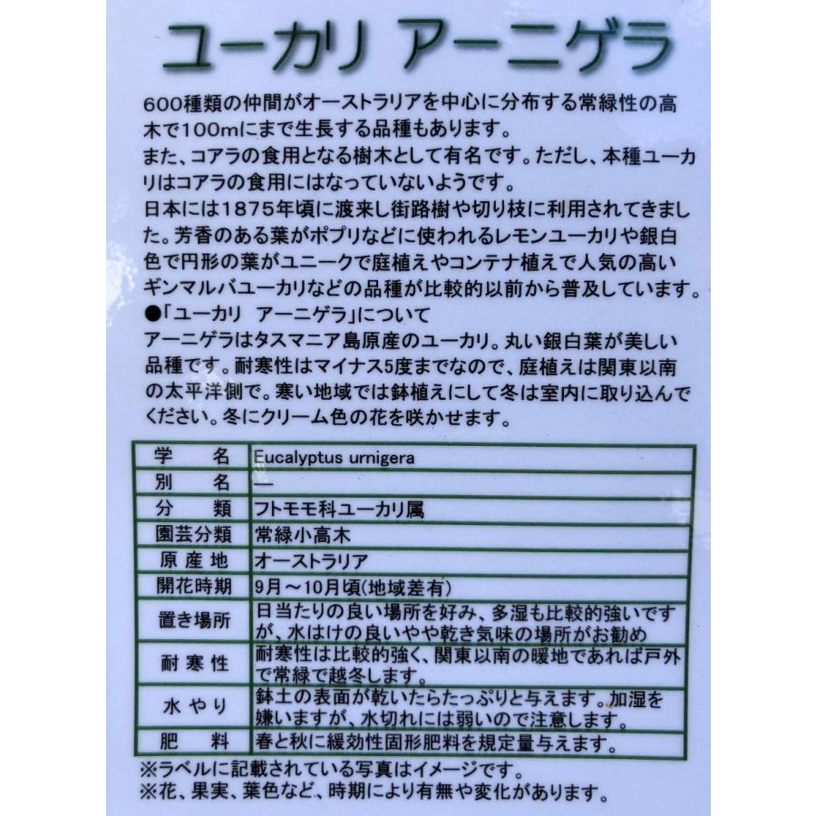 ユーカリ アーニゲラ 約２ｍ 現品発送 特大株 丸葉のユーカリの木 小葉品種 常緑樹 送料無料 anigera18 大福樹苗園 通販 Yahoo ショッピング