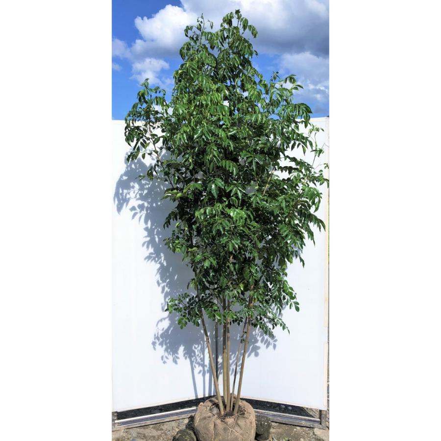 シマトネリコ　５本株立ち　約2.5m　現品発送　美樹形株　特大株　シンボルツリー　常緑樹