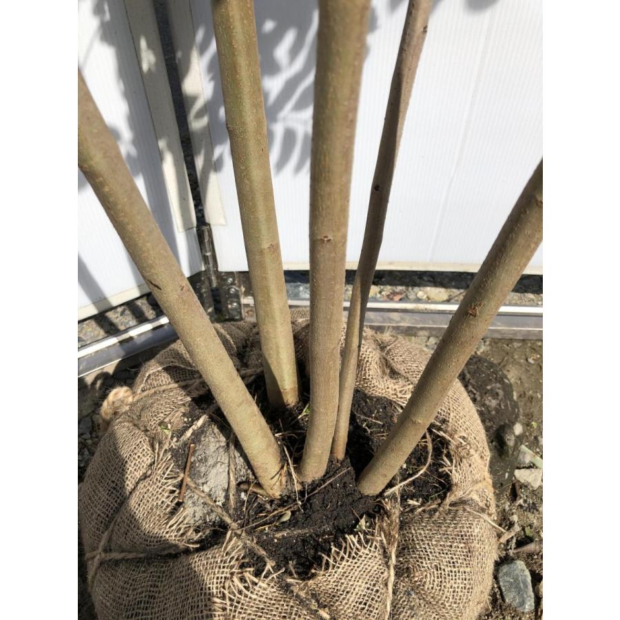 シマトネリコ　５本株立ち　約2.5m　現品発送　美樹形株　特大株　シンボルツリー　常緑樹 商品情報