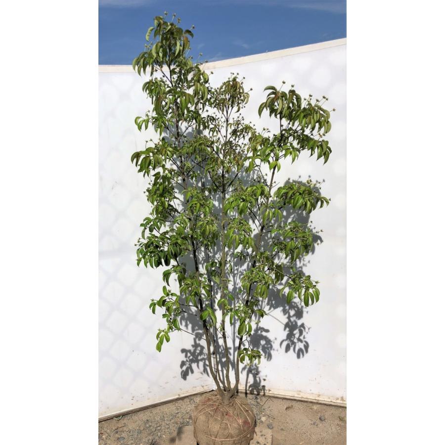 超大特価 常緑ヤマボウシ 月光 株立ち 約1 8m 現品発送 ホンコンエンシス お値引き品 gekko1816k4 大福樹苗園 通販 Yahoo ショッピング 最新の激安 Philcopy Net