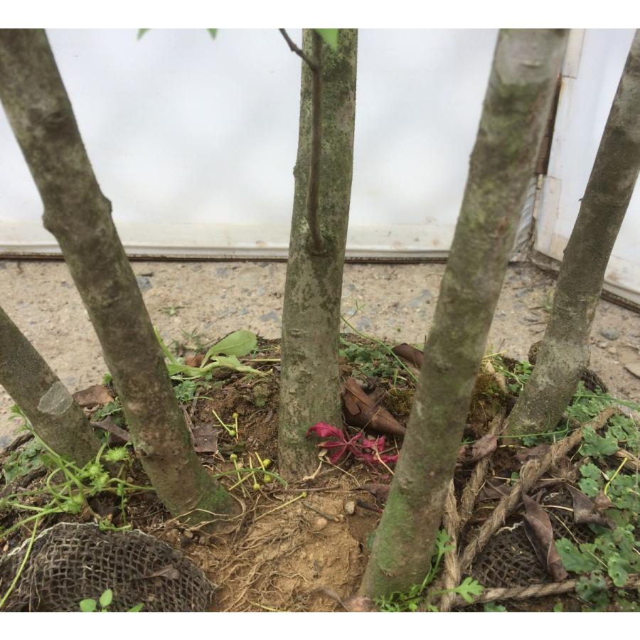 アオダモ 5本株立ち 約2.4m 現品発送 一点物特大株 : 大福樹苗園