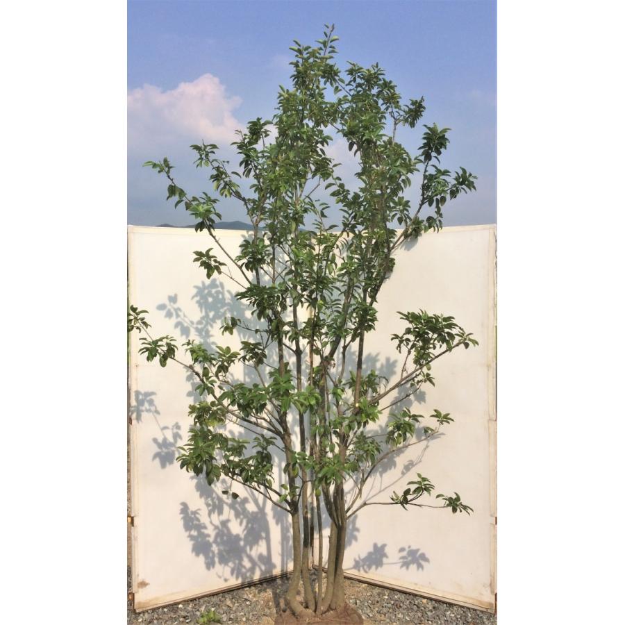 ソヨゴ 株立ち 約2 6m 一点物 特大美樹形株 現品発送 メス株 Blusquare Org