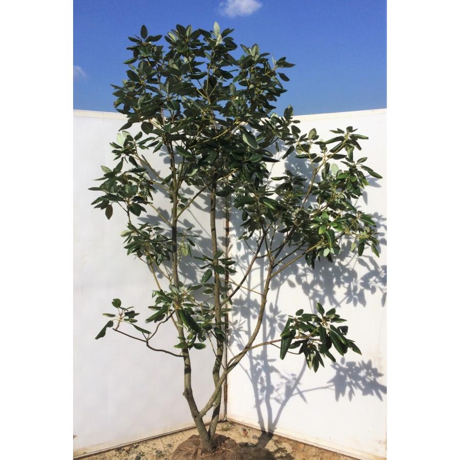 ロドレイアの木 シャクナゲモドキ 株立ち風 特大株 約2m 現品発送