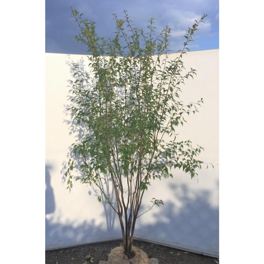 ハイノキ ５本株立ち 約1 9m 美樹形株 現品発送常緑樹 灰の木 123hainoki1917k5 大福樹苗園 通販 Yahoo ショッピング