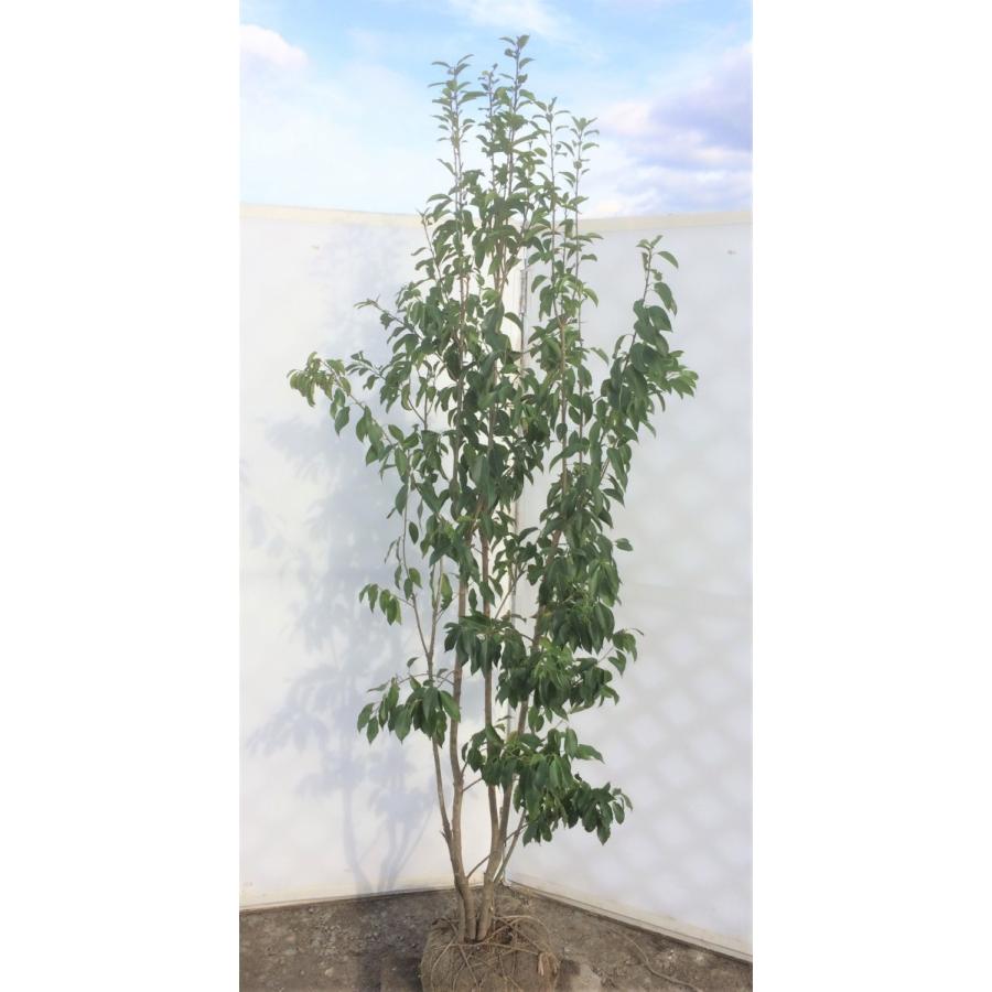 送料無料 ソヨゴの木 ４本株立ち 約２m 現品発送 メス株 美樹形株 常緑樹 人気ブランド Cms Pecsikesztyushop Hu