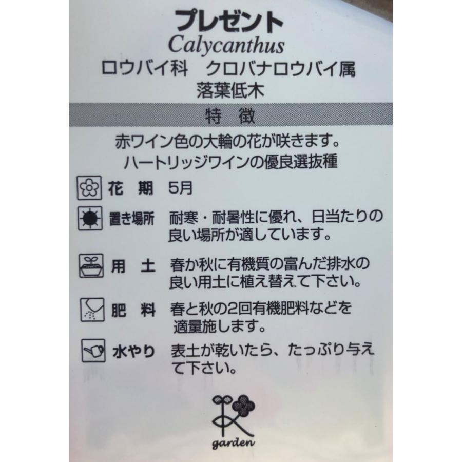 クロバナロウバイ カリカンサス プレゼント 株立ち 約1 8m 現品発送 特大株 黒蝋梅 植木苗木 クロロウバイ 黒花蝋梅 128present1816k5 大福樹苗園 通販 Yahoo ショッピング