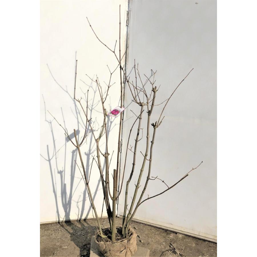 クロバナロウバイ カリカンサス プレゼント 株立ち 約1 6m 現品発送 豪華株 特大株 希少品種 黒蝋梅 植木苗木 クロロウバイ 黒花蝋梅 127present1614k7 大福樹苗園 通販 Yahoo ショッピング