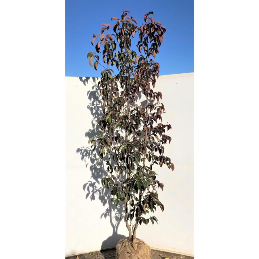 格安即決 常緑ヤマボウシ 月光 約2 3m ２本株 株立ち風 現品発送 ホンコンエンシス 人気満点 Www Maxipiso Com Ar