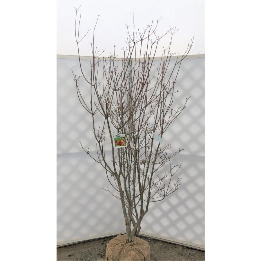 紅ドウダンツツジ　５本株立ち　約２m　豪華株　赤花