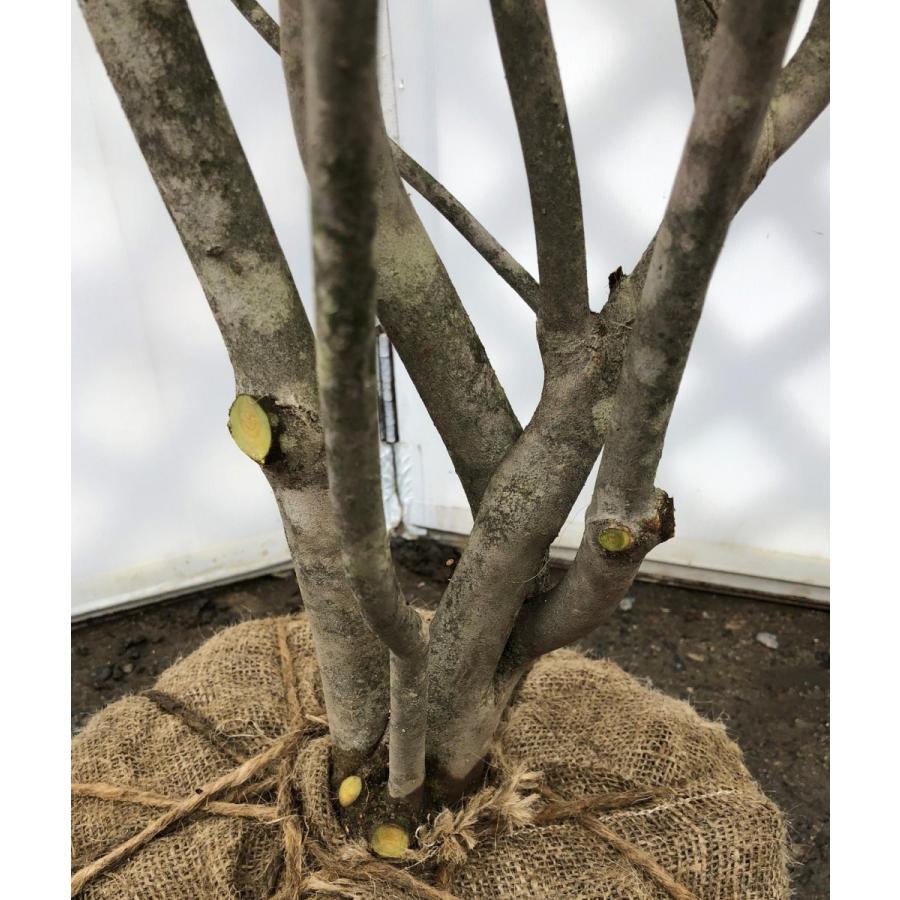 紅ドウダンツツジ　５本株立ち　約２m　豪華株　赤花 