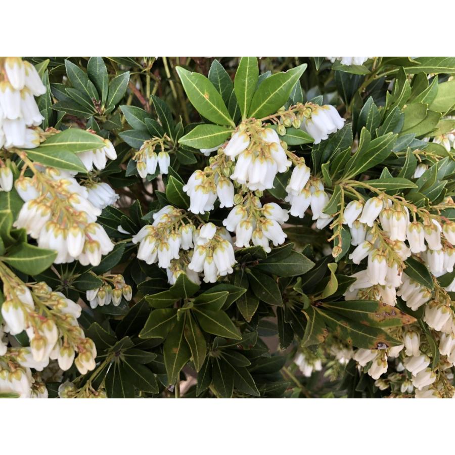 琉球アセビ 2本セット 19 リュウキュウアセビ（琉球馬酔木） | 新・先