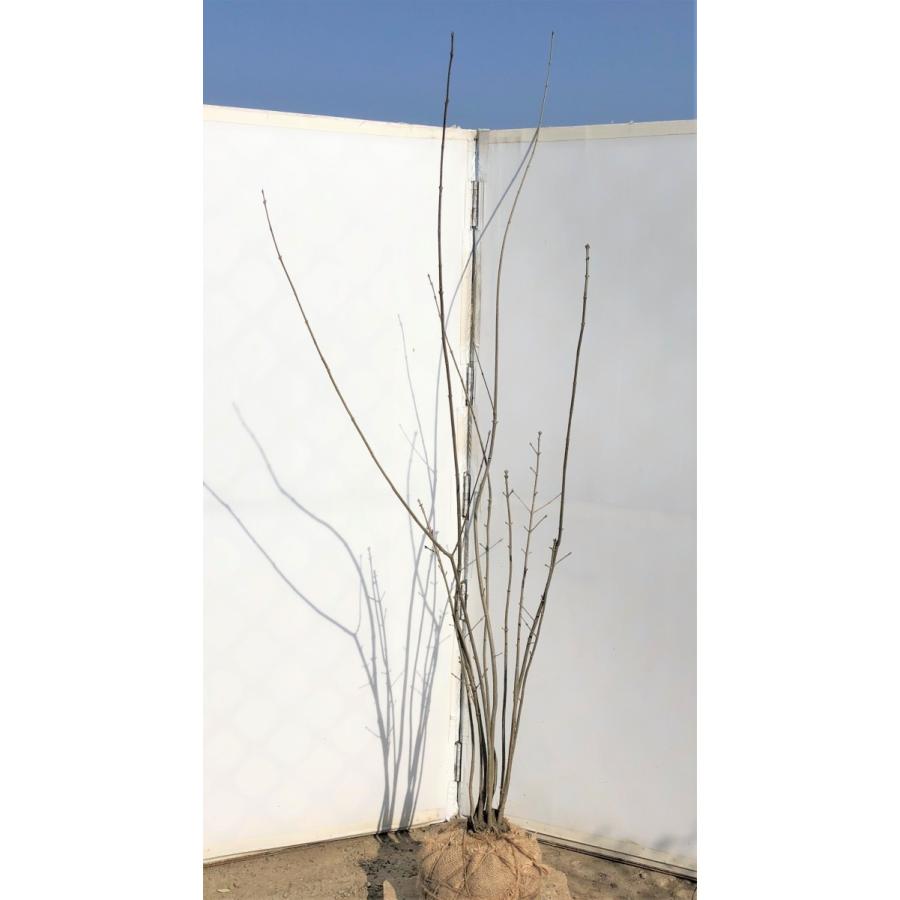 アオダモ 10本株立ち 約1.8m 現品発送 : 大福樹苗園 - 通販 - Yahoo