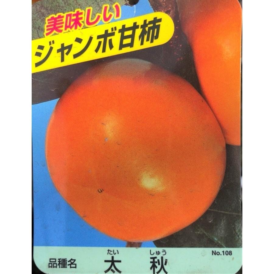 高級、甘柿の大木様の種、大量２０粒＋プティ粗品＋全国匿名送料無料、同梱可能です☘ 柿の木 太秋柿 約2.5m 現品発送 超特大株 ジャンボ甘柿 : 大福樹苗園