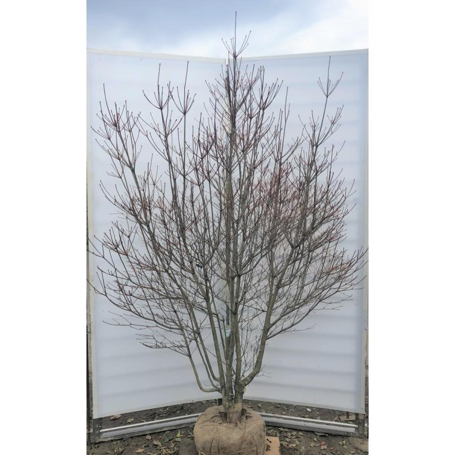 白花 ドウダンツツジ 株立ち 約1２m 豪華株 希少な白花 白ドウダン躑躅 特大植木苗木 sirodoudan18k6 大福樹苗園 通販 Yahoo ショッピング