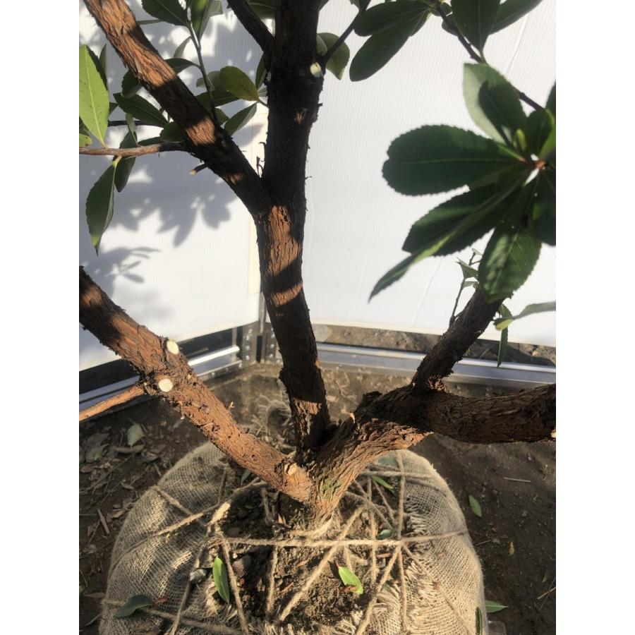 紅花イチゴノキ　株立ち　約2.3ｍ　現品発送　特大株　イチゴの木　常緑樹 