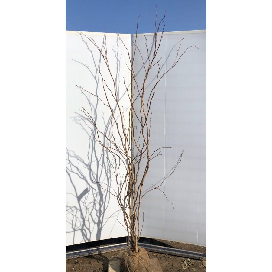 マルバノキ　株立ち　2.2ｍ　現品発送　特大株　マルバの木　落葉樹　シンボルツリー