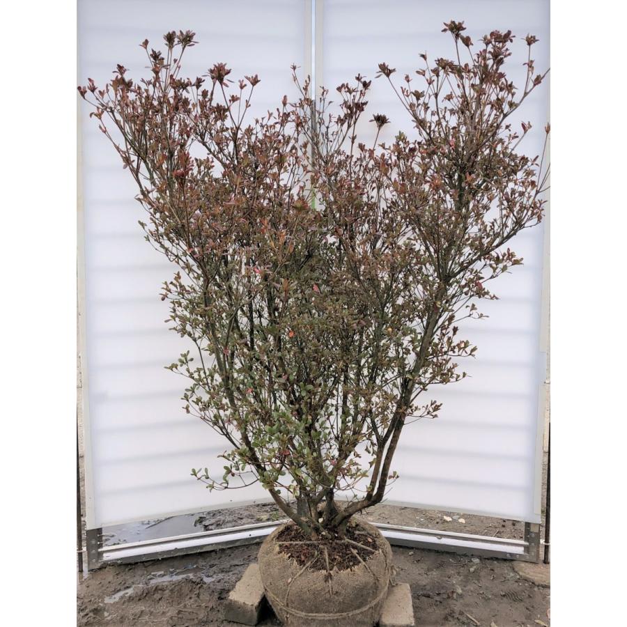 本霧島ツツジ 株立ち 約1.6m 現品発送 豪華株 一点物 大株苗木