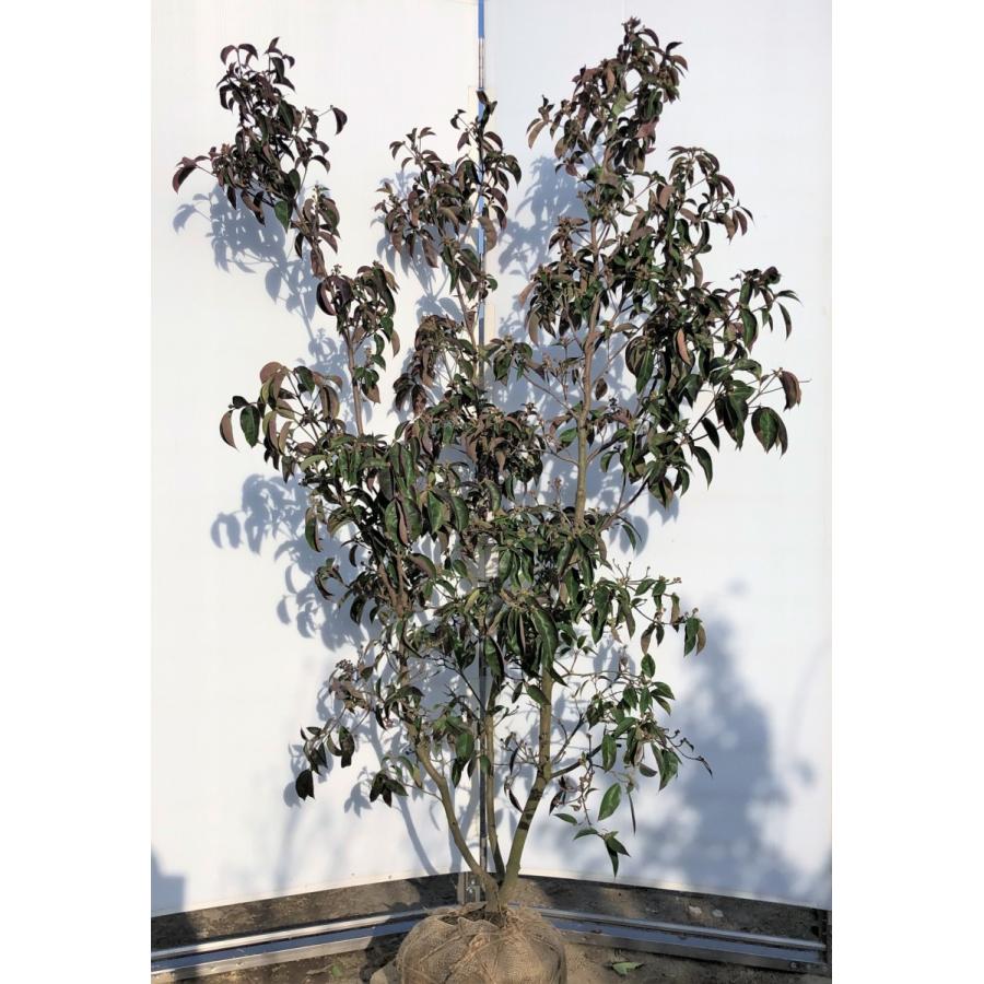 常緑ヤマボウシ 月光 株立ち 約1.8m 現品発送 ホンコン