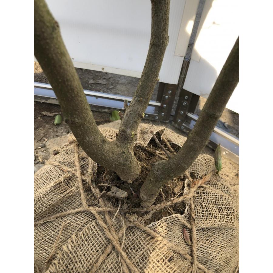 常緑ヤマボウシ　月光　株立ち　約1.8m　現品発送　ホンコンエンシス 