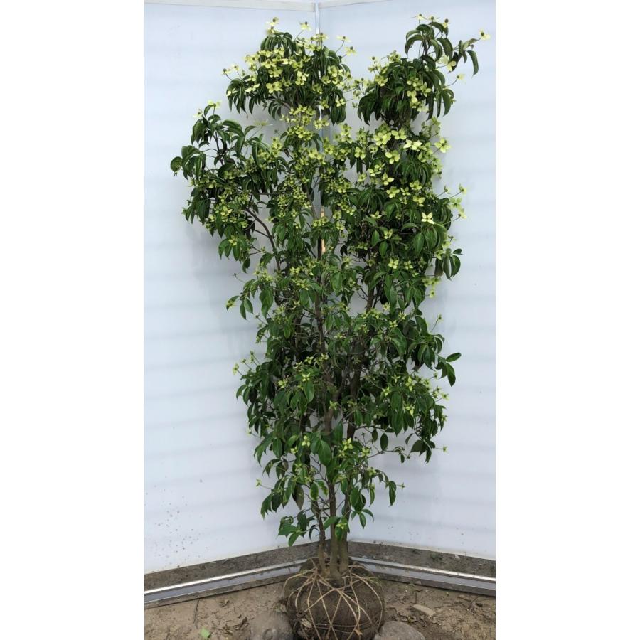 正規 品花、ガーデニング - 常緑ヤマボウシ 月光 株立ち 約1.8m 現品