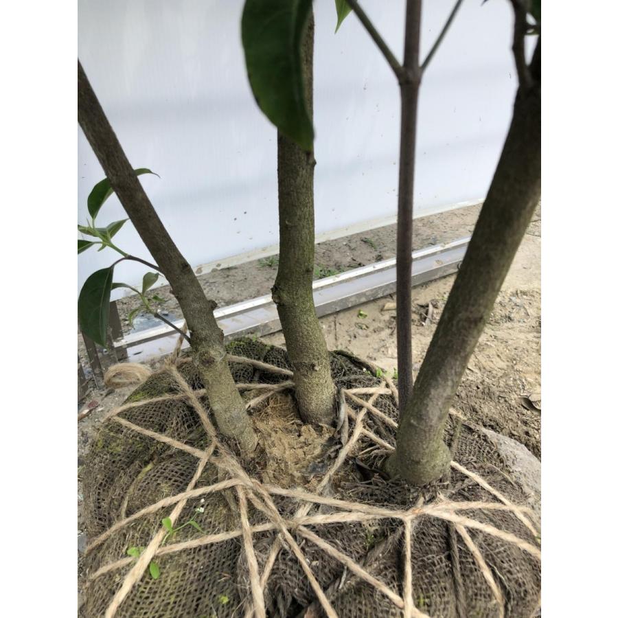 常緑ヤマボウシ　月光　株立ち　約1.8m　現品発送　ホンコンエンシス 