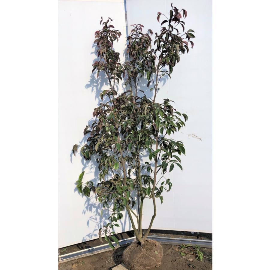 常緑ヤマボウシ　月光　株立ち　約1.8m　現品発送　ホンコンエンシス