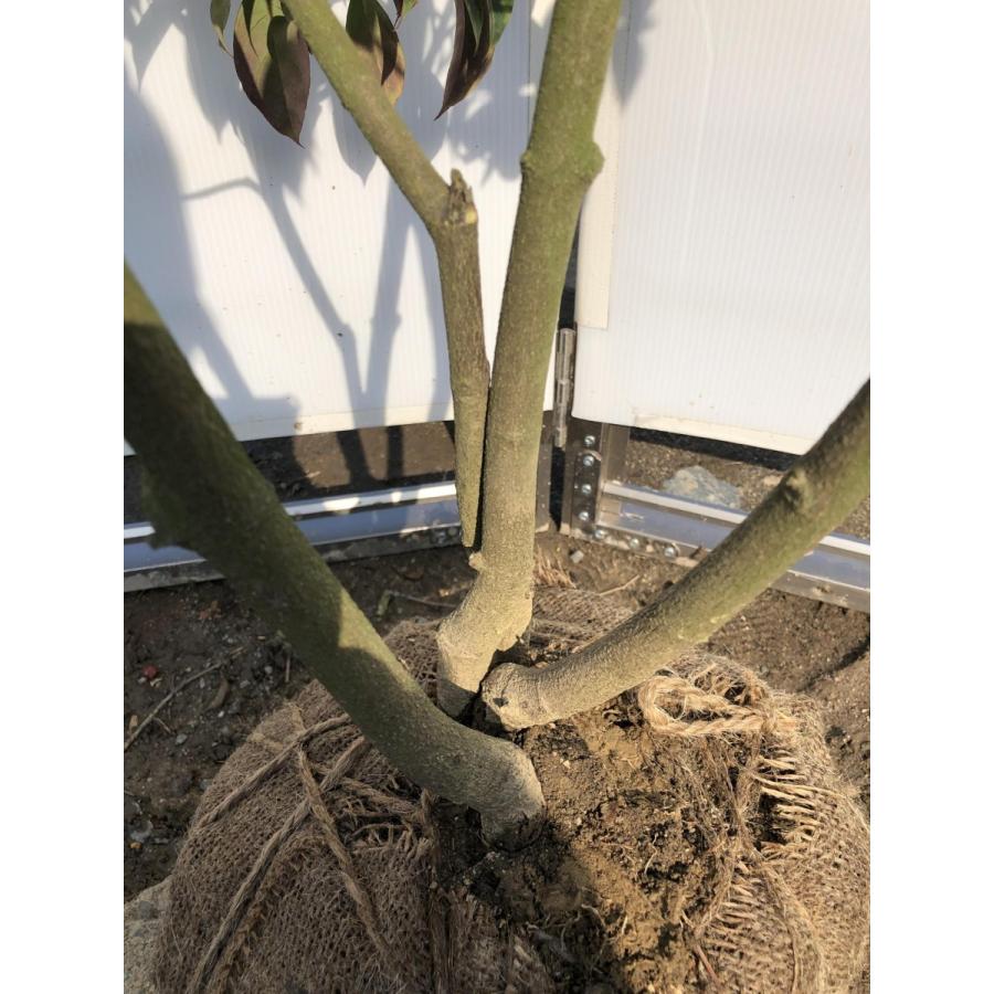 常緑ヤマボウシ　月光　株立ち　約1.8m　現品発送　ホンコンエンシス 