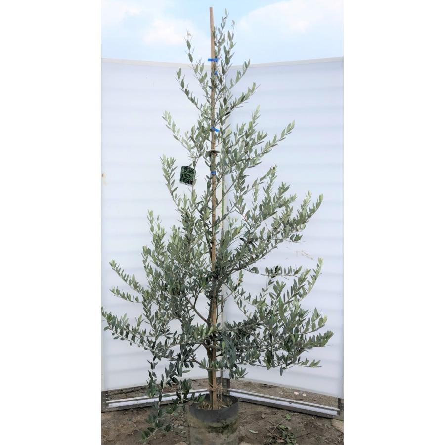 激安特価 オリーブの木 レッチーノ 約2 1m 現品発送 大型苗木 観葉植物に recchino2119 大福樹苗園 通販 Yahoo ショッピング 安い購入 Web Escgroup Com