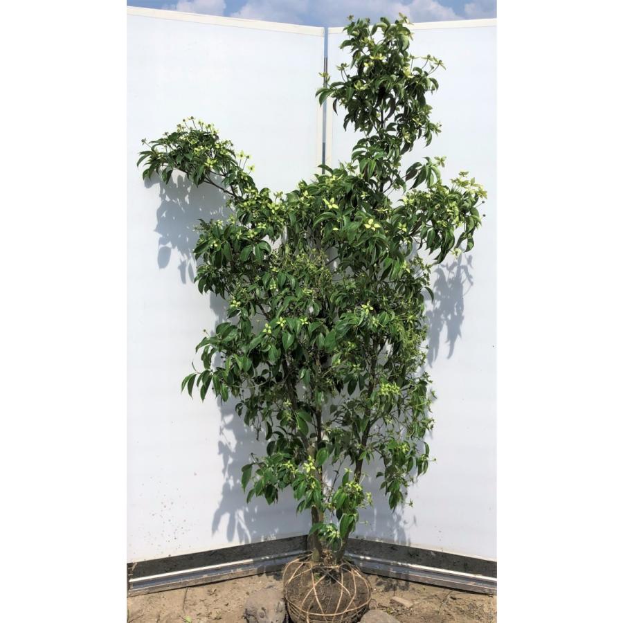 常緑ヤマボウシ　月光　株立ち　約1.8m　現品発送　ホンコンエンシス