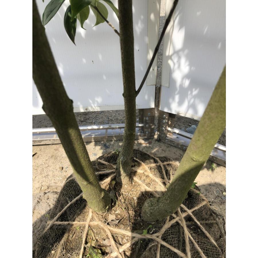 常緑ヤマボウシ　月光　株立ち　約1.8m　現品発送　ホンコンエンシス 