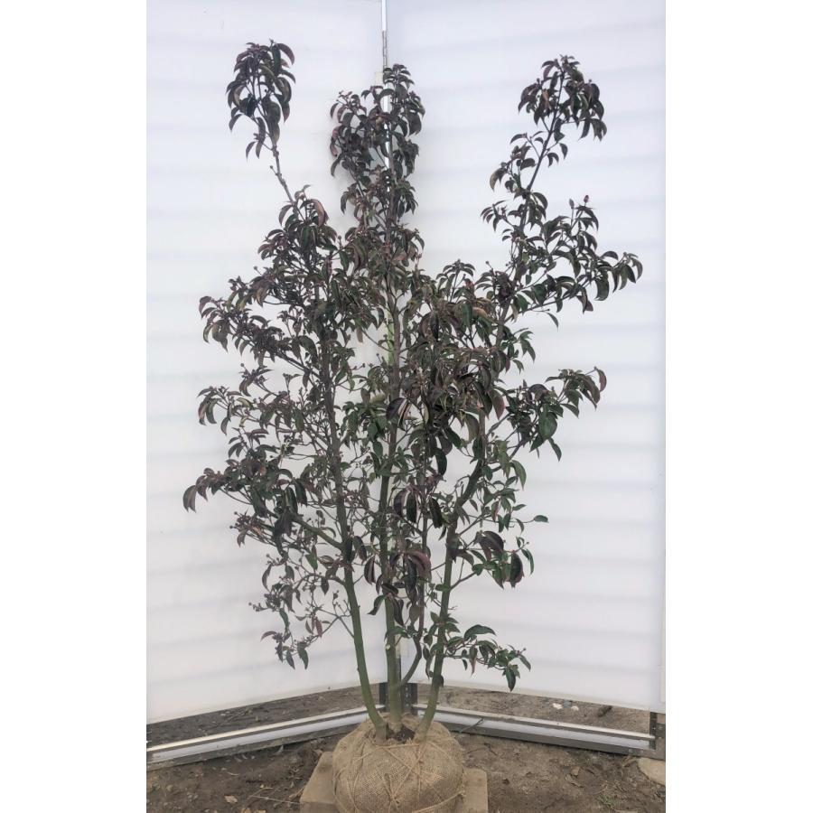 常緑ヤマボウシ 月光 株立ち 約1.8m 現品発送 ホンコン