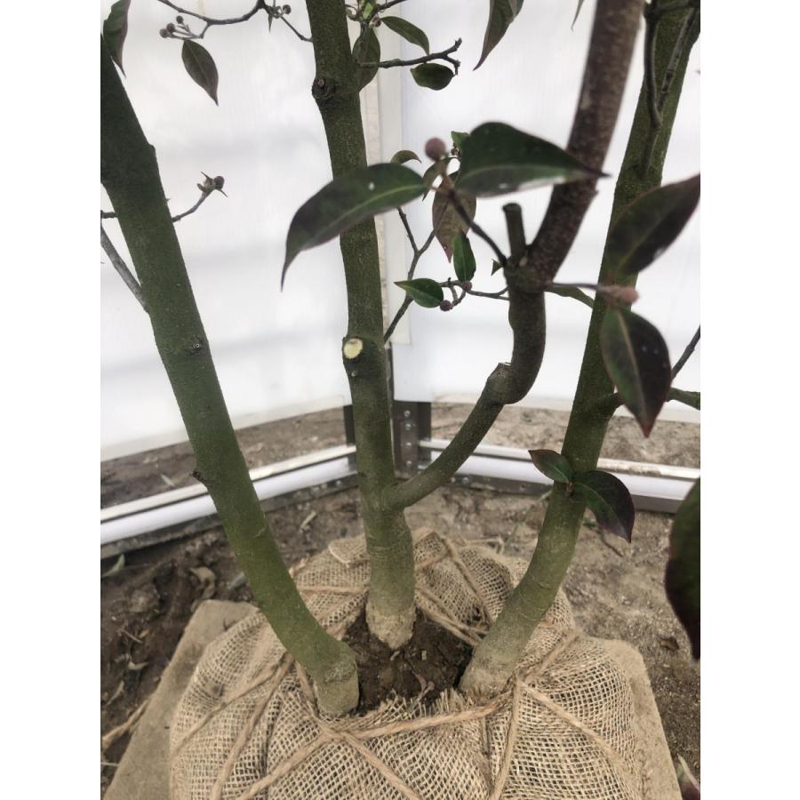 常緑ヤマボウシ　月光　株立ち　約1.8m　現品発送　ホンコンエンシス 