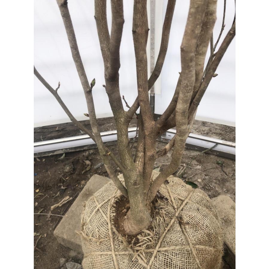 マルバノキ　株立ち　2.2ｍ　現品発送　特大株　マルバの木　落葉樹　シンボルツリー 