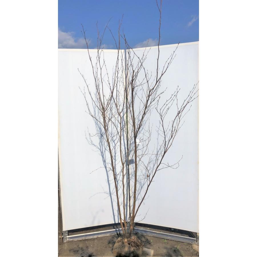 ヒメシャラ 株立ち 約2 2ｍ 現品発送 シャラノキ 大株苗木 夏つばき himesyara22k3 大福樹苗園 通販 Yahoo ショッピング