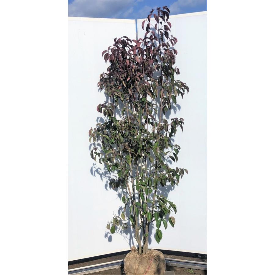 常緑ヤマボウシ　月光　５本株立ち　約２m　現品発送　豪華株　ホンコンエンシス