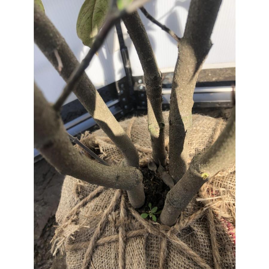 常緑ヤマボウシ　月光　５本株立ち　約２m　現品発送　豪華株　ホンコンエンシス 