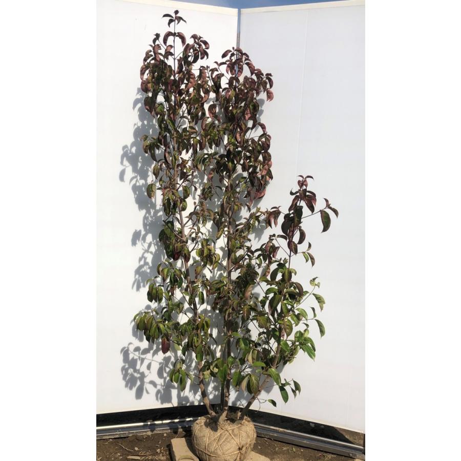 常緑ヤマボウシ 月光 株立ち 約1.8m 現品発送 ホンコンエンシス