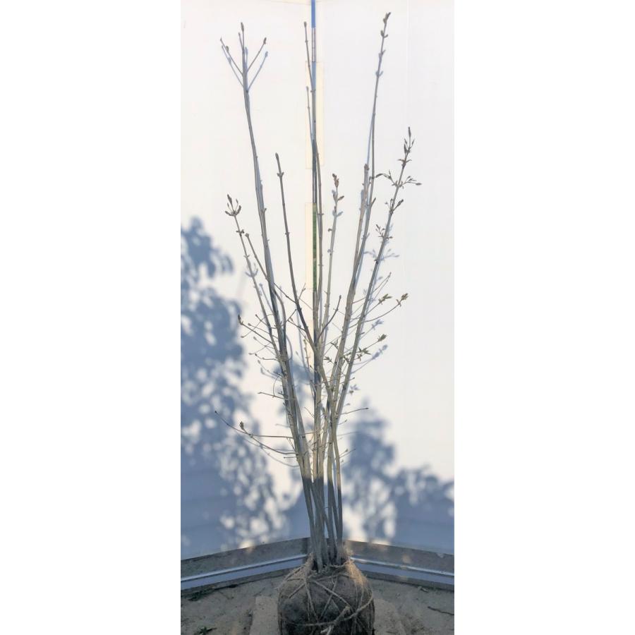 アオダモ 10本株立ち 約1.9m 現品発送 豪華株 特大株 植木苗木 落葉樹