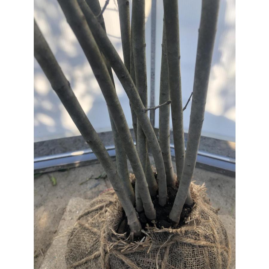 アオダモ 10本株立ち 約1.9m 現品発送 豪華株 特大株 植木苗木 落葉樹